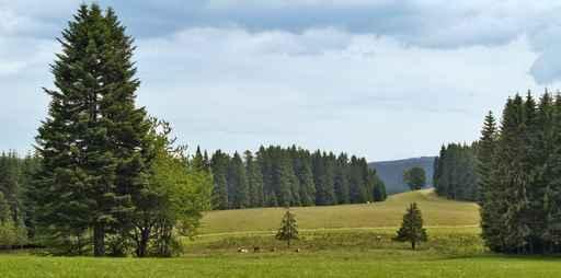 Schwarzwald Wall Decal
