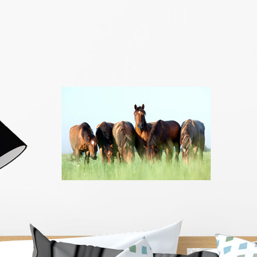 Group Wild Horses Field
