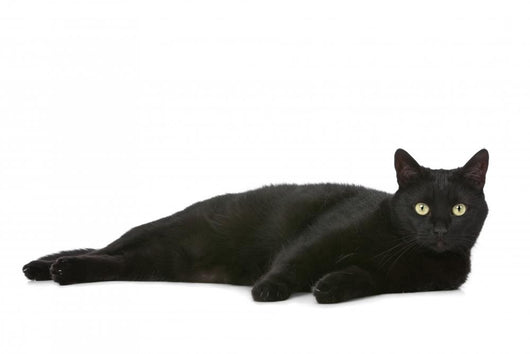 Cat Wall Decal