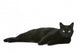Cat Wall Decal