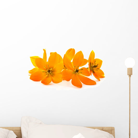 Ornithogalum Dubium