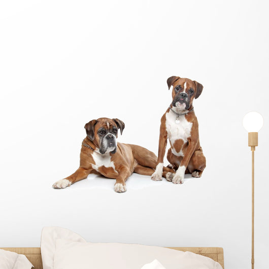 fawn Boxer dogs Wall Decal