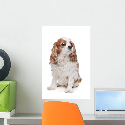 Cavalier King Charles Spaniel