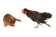 Rabbit and Cock Wall Mural
