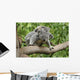 Koala Mom Baby