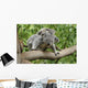 Koala Mom Baby