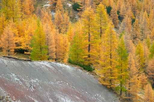 Larch Trees Autumn Wall Decal