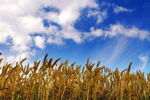 Grain Field Wall Decal