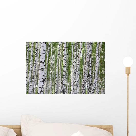 Summer Birch Wood Wall Decal