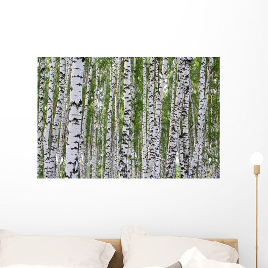 Summer Birch Wood Wall Decal