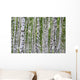 Summer Birch Wood Wall Decal