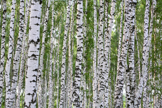 Summer Birch Wood Wall Decal