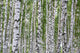Summer Birch Wood Wall Decal