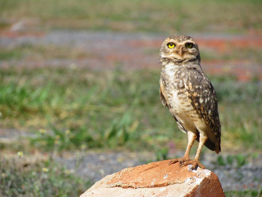 Lonely Owl with Fixed Wall Mural