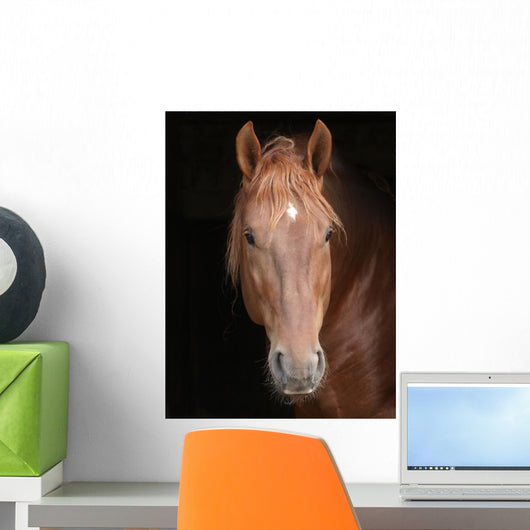 Stallion against Black