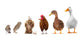 Livestock Wall Mural