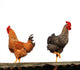 Hen and Rooster Wall Decal