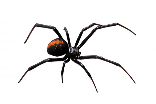 Black Widow Wall Decal