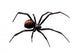 Black Widow Wall Decal