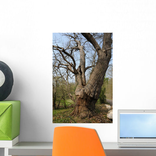 Vernouillet Old in Trees Wall Mural