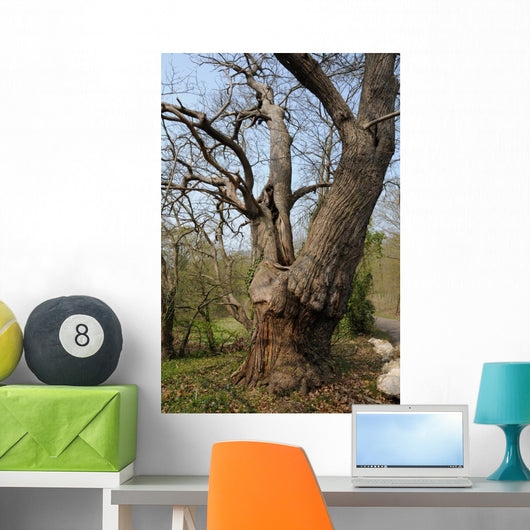 Vernouillet Old in Trees Wall Mural