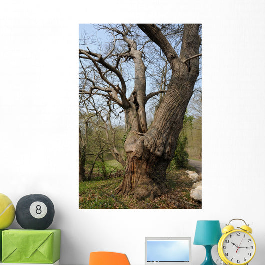 Vernouillet Old in Trees Wall Mural