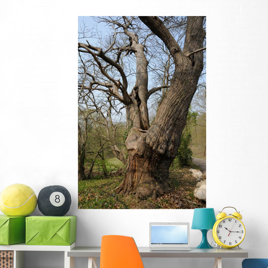 Vernouillet Old in Trees Wall Mural