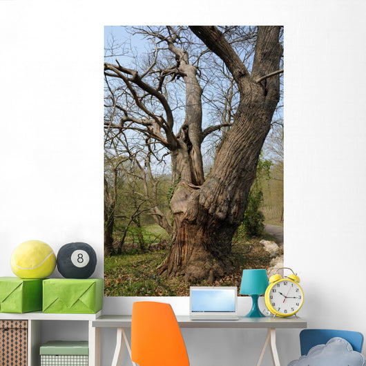 Vernouillet Old in Trees Wall Mural