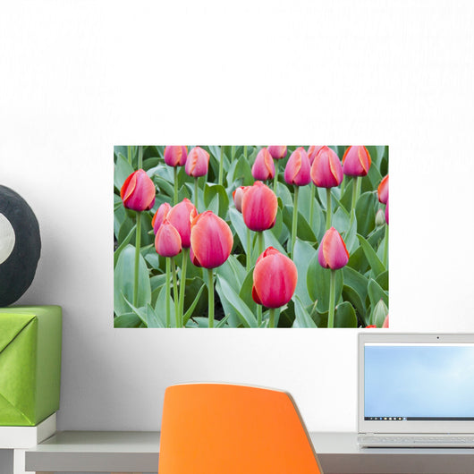 Tulip Flower Field