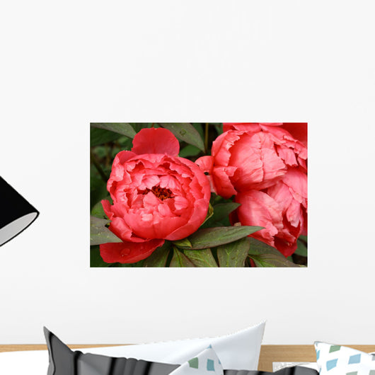 Red Peony Flowers