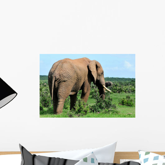 Elephant Addo Elephant National