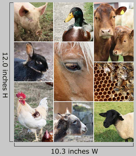 Collage Farm Animals