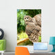 Young Owl Wall Mural