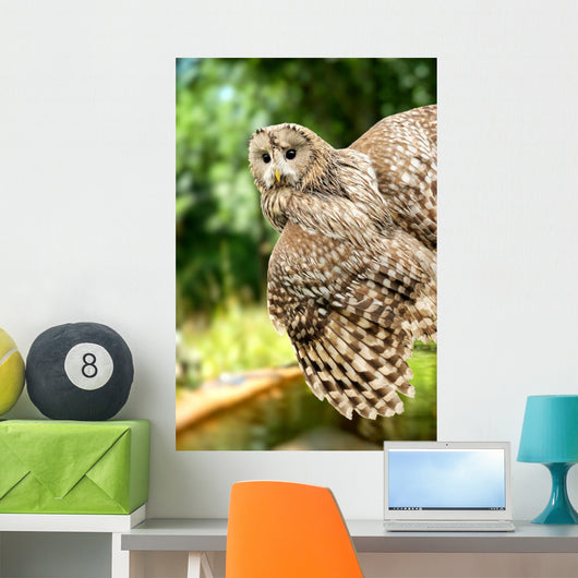 Young Owl Wall Mural