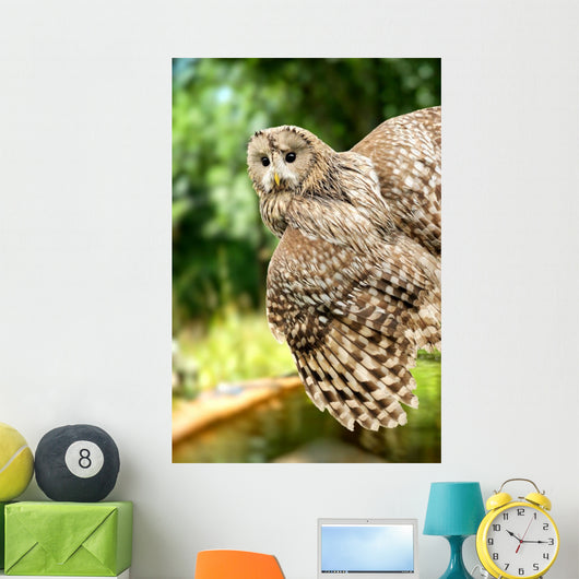 Young Owl Wall Mural