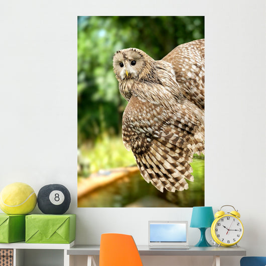 Young Owl Wall Mural