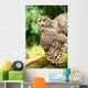 Young Owl Wall Mural