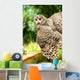 Young Owl Wall Mural