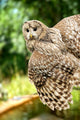 Young Owl Wall Mural