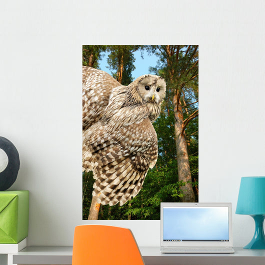 Young Owl Wall Mural