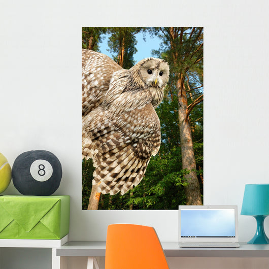 Young Owl Wall Mural