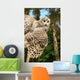 Young Owl Wall Mural