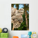 Young Owl Wall Mural