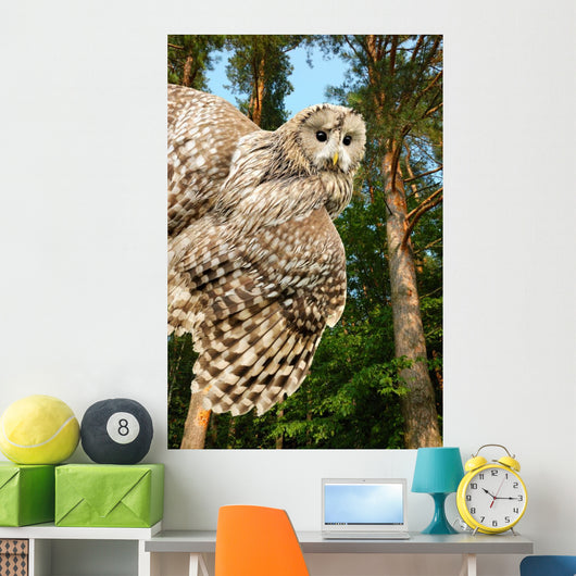 Young Owl Wall Mural