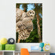 Young Owl Wall Mural