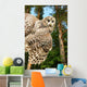 Young Owl Wall Mural