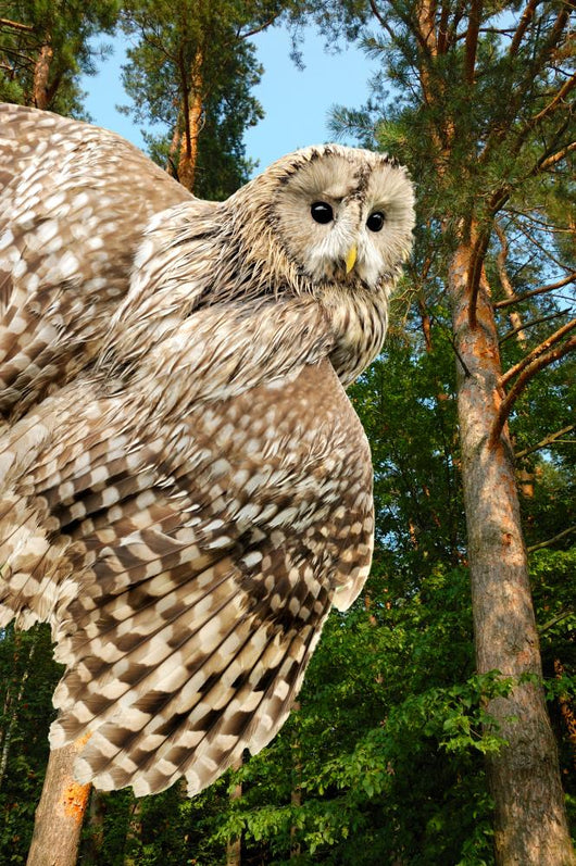 Young Owl Wall Mural