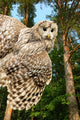 Young Owl Wall Mural