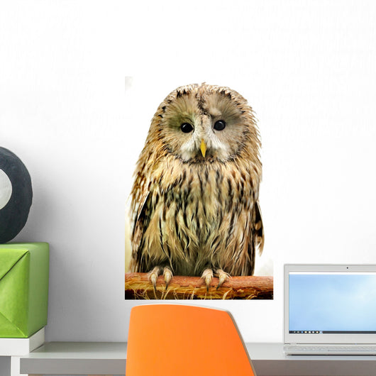 Owl Wall Decal