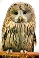 Owl Wall Decal